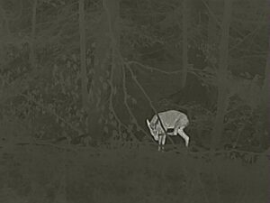 zeiss-dti-3-35-Rehbock-15-Meter-Gehorn-sichtbar