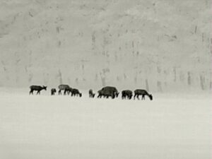 zeiss-dti-3-35-Rotwildrudel-160-Meter-black-Hot