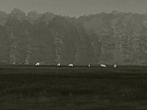 zeiss-dti-3-35-Rotwildrudel-350-Meter