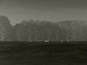 zeiss-dti-3-35-Rotwildrudel-350-Meter-ohne-Zoom