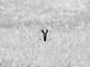 zeiss-dti-335-hot-tracking-roe-deer